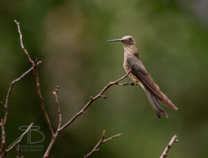 Giant Hummingbird3