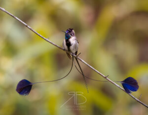 Marvelous Spatuletail4