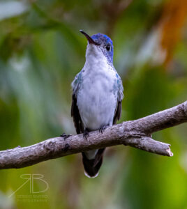 Andean Emerald-Peru2