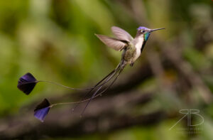 Marvelous Spatuletail