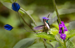 Marvelous Spatuletail2