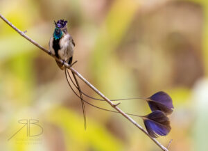 Marvelous Spatuletail3