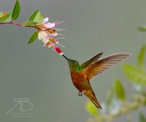 Chestnut-breasted Coronet4