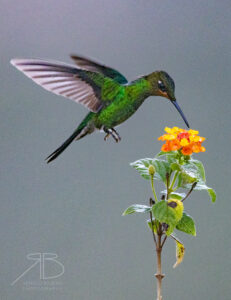 Violet-fronted Brilliant