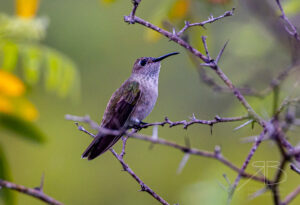 Spot-throated Hummingbird
