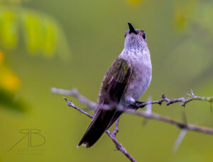 Spot-throated Hummingbird2