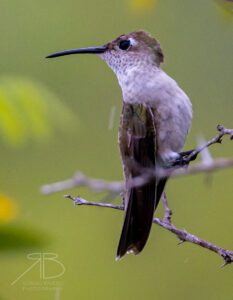 Spot-throated Hummingbird3