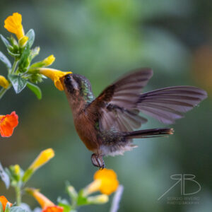 Speckled Hummingbird3