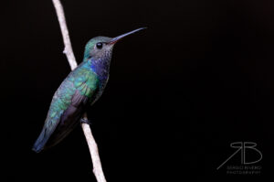 Sapphire-spangled Emerald2