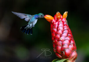 Sapphire-spangled Emerald3