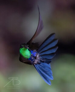 Fork-tailed Woodnymph2