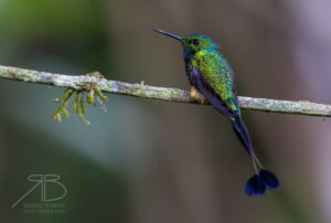 Peruvian Racket-tail4