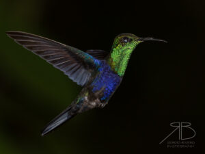 Fork-tailed Woodnymph