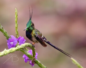 Wire-crested Thorntail2