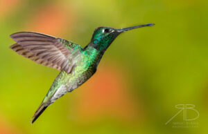 Rivoli´s Hummingbird-USA