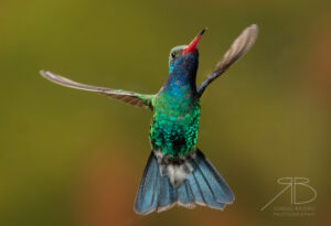 Broad-tailed Hummingbird-USA