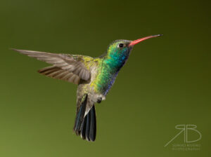 Broad-tailed Hummingbird-USA2