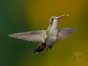 Broad-tailed Hummingbird-USA3