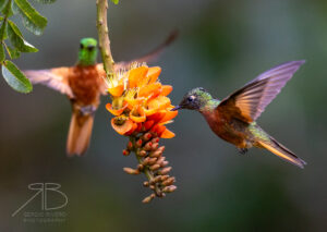 Chestnut-breasted Coronet3