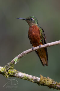 Chestnut-breasted Coronet5