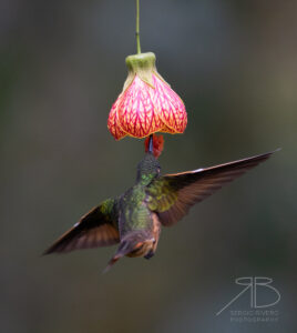 Chestnut-breasted Coronet6