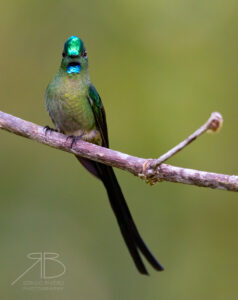 Long-tailed Sylph3