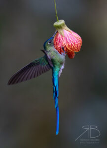 Long-tailed Sylph
