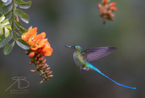 Long-tailed Sylph5