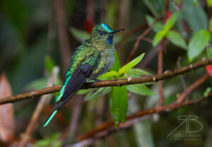 Long-tailed Sylph4