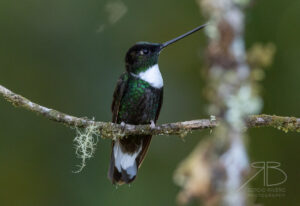 Collared Inca