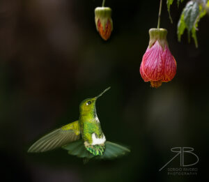 Emerald-bellied Puffleg