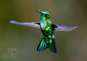Emerald-bellied Puffleg2