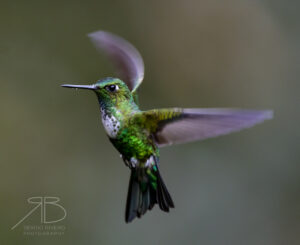 Emerald-bellied Puffleg5