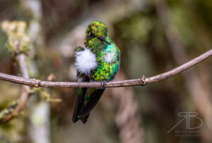 Emerald-bellied Puffleg3