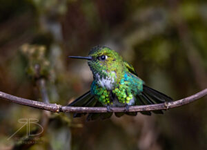 Emerald-bellied Puffleg4