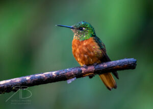 Chestnut-breasted Coronet2