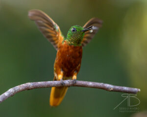 Chestnut-breasted Coronet
