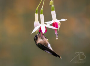 Speckled Hummingbird4