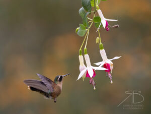 Speckled Hummingbird