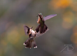 Speckled Hummingbird2