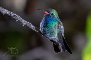 Broad-tailed Hummingbird-USA4