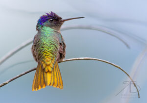 Golden-tailed Sapphire