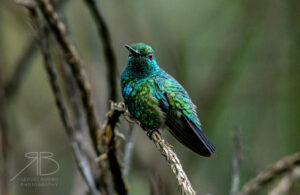 Blue-Tailed Emerald-Peru