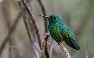 Blue-Tailed Emerald-Peru2