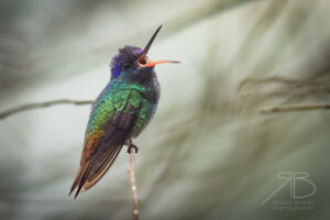 Golden-tailed Sapphire3