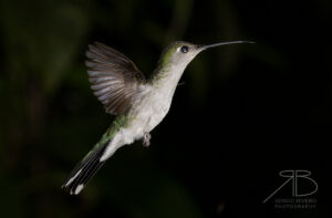Gray-breasted Sabrewing2