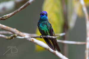 Golden-tailed Sapphire4