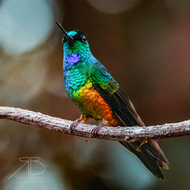 Golden-bellied Starfrontlet