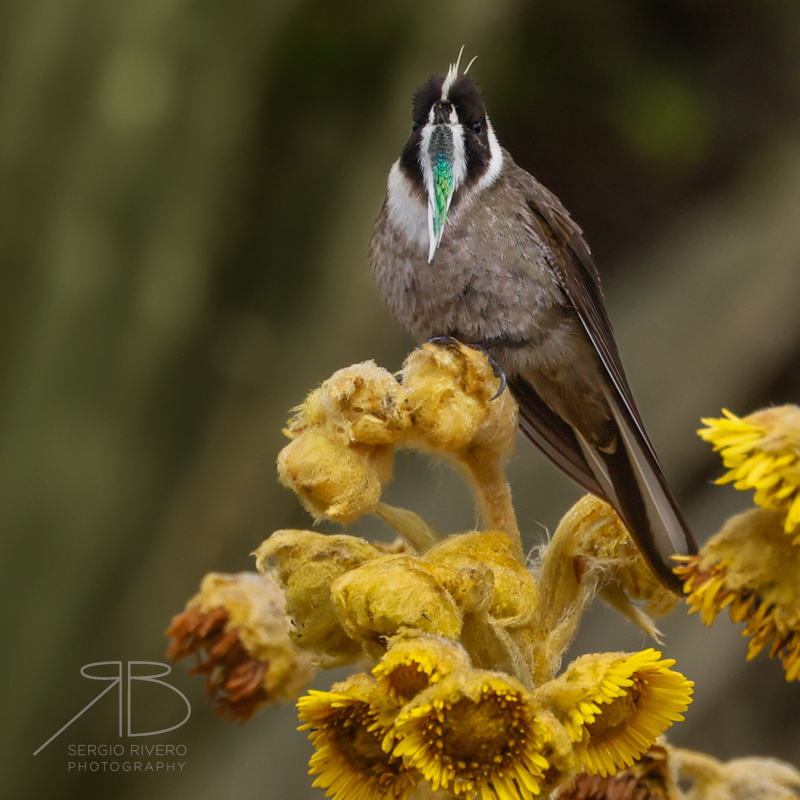 Green-bearded Helmetcrest