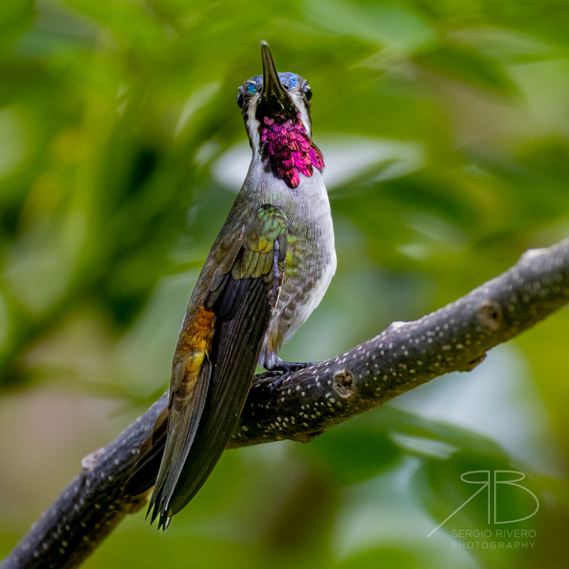 Long-billed Starthroat